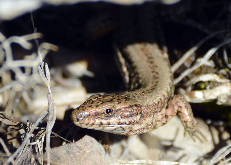 Lucertola muraiola - Podarcis muralis